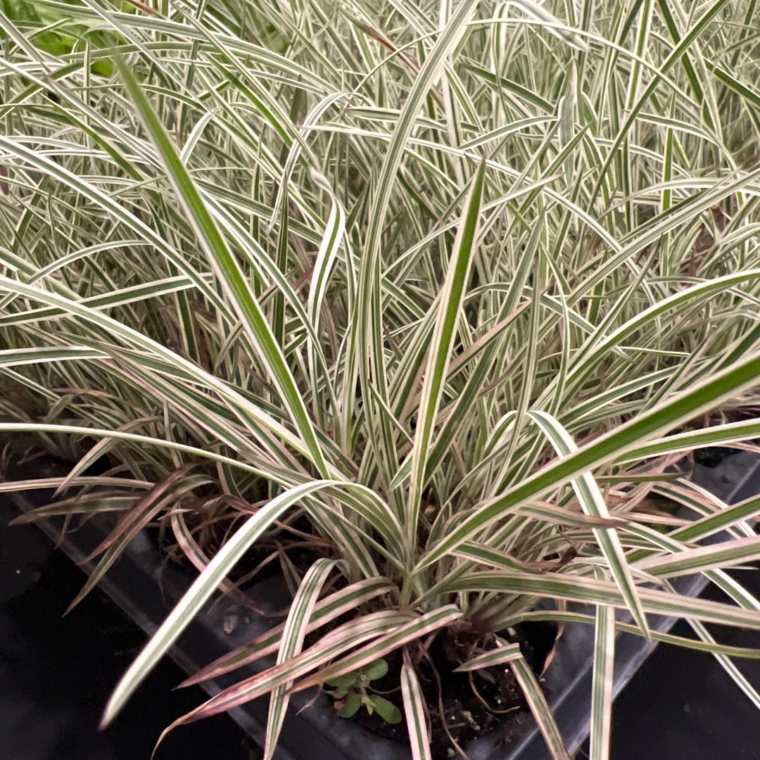 Schizachyrium scoparium 'Chameleon' ~ Chameleon Little Bluestem-ServeScape