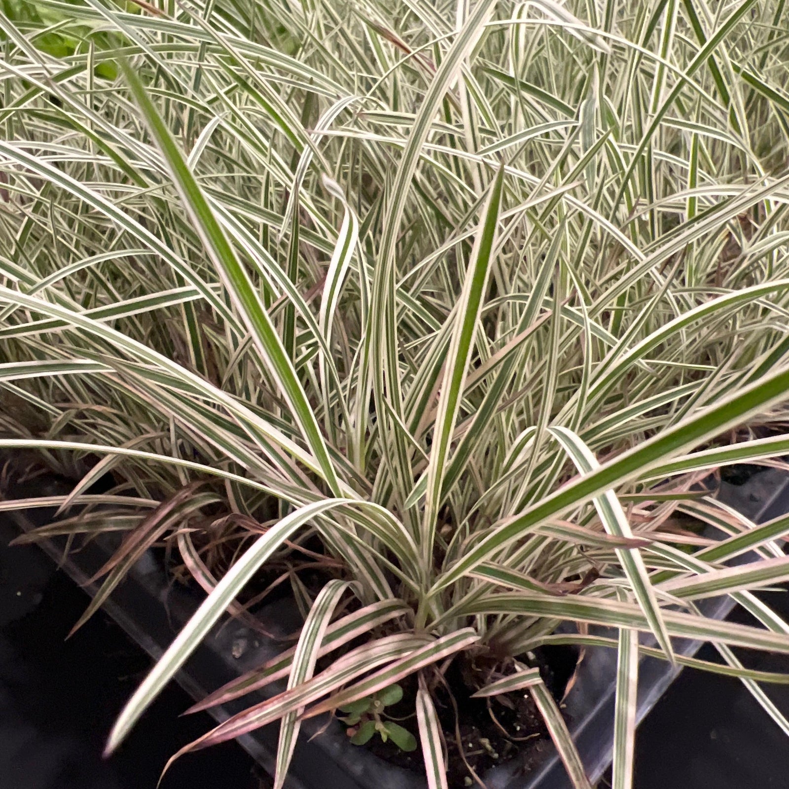 Schizachyrium scoparium 'Chameleon' ~ Chameleon Little Bluestem-ServeScape