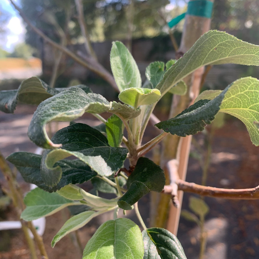 Malus pumila 'Honeycrisp' ~ Honeycrisp Apple-ServeScape