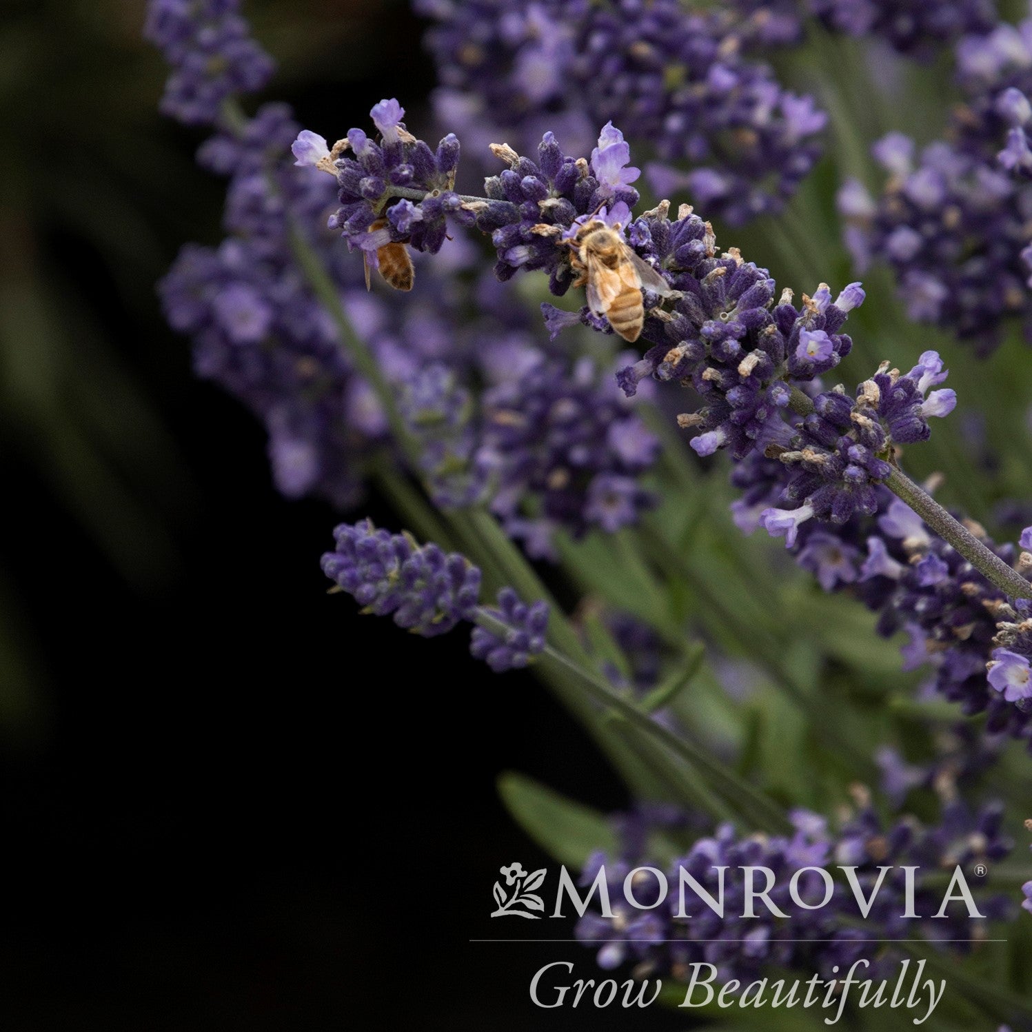 Lavandula angustifolia 'Blue Imp.' ~ Monrovia® Aromatico™ Blue Imp. Lavender-ServeScape
