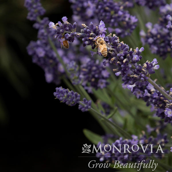 lavender plant monrovia Monrovia® Aromatico™ Blue Imp. Lavender