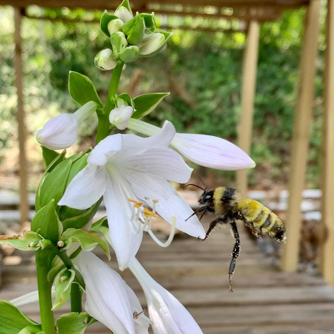 Hosta 'Sun Power' ~ Sun Hosta-ServeScape