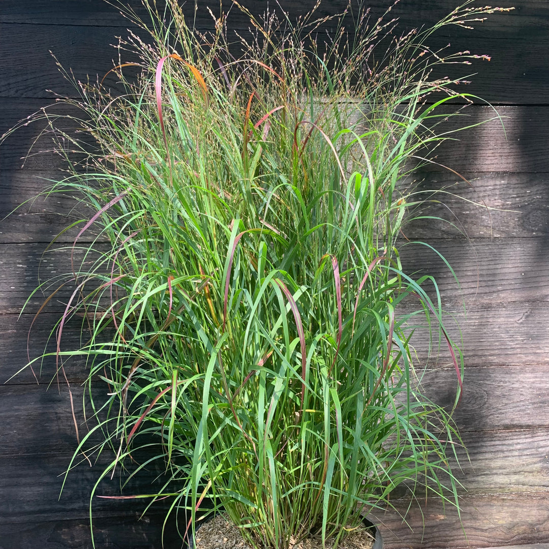 Panicum virgatum 'Shenandoah' ~ Shenandoah Switch Grass-ServeScape