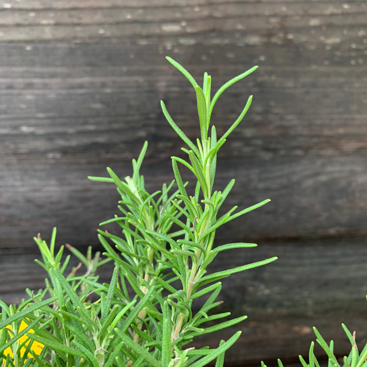 Rosmarinus officinalis 'Tuscan Blue' ~ Tuscan Blue Rosemary-ServeScape