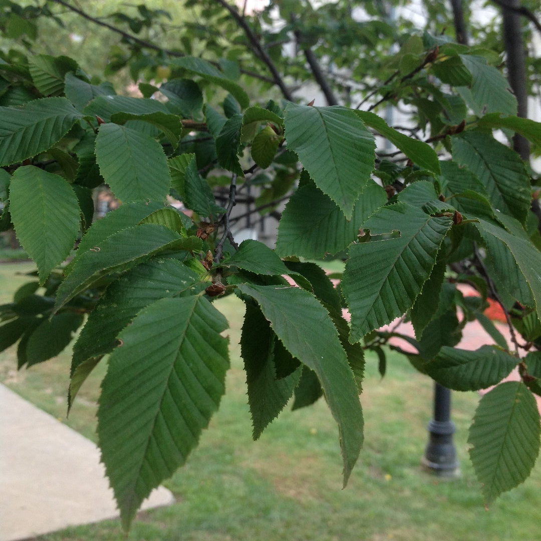 Carpinus caroliniana 'JFS-KW6' ~ Native Flame® American Hornbeam-ServeScape