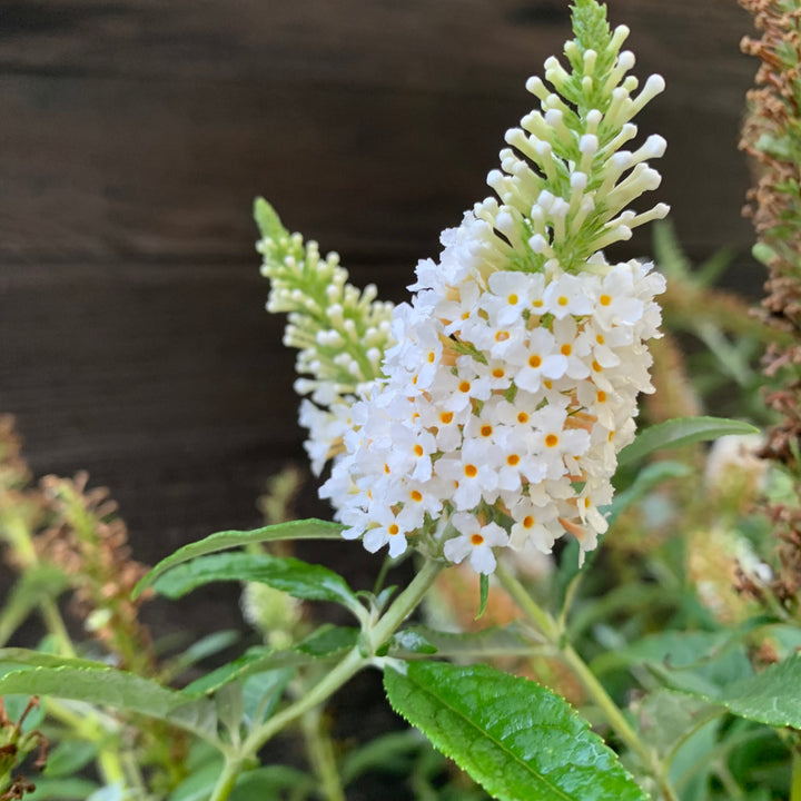 Buddleia davidii 'MBU08/3' ~ Butterfly Towers™ White Butterfly Bush-ServeScape