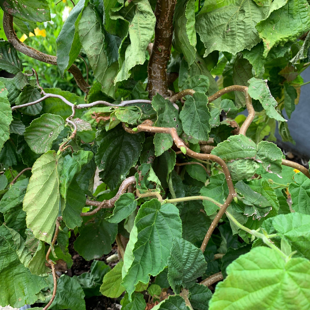 Corylus avellana 'Contorta' ~ Contorted Filbert, Harry Lauder’s Walking Stick-ServeScape