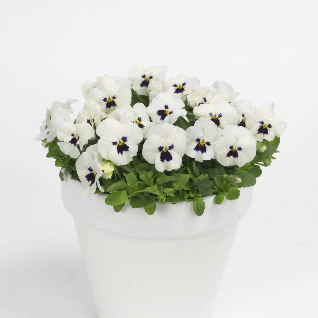 Viola cornuta 'PAS975385' ~ Sorbet™ XP White Blotch Viola-ServeScape