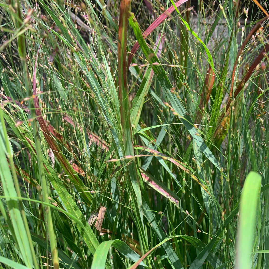 Panicum virgatum 'Shenandoah' ~ Shenandoah Switch Grass-ServeScape