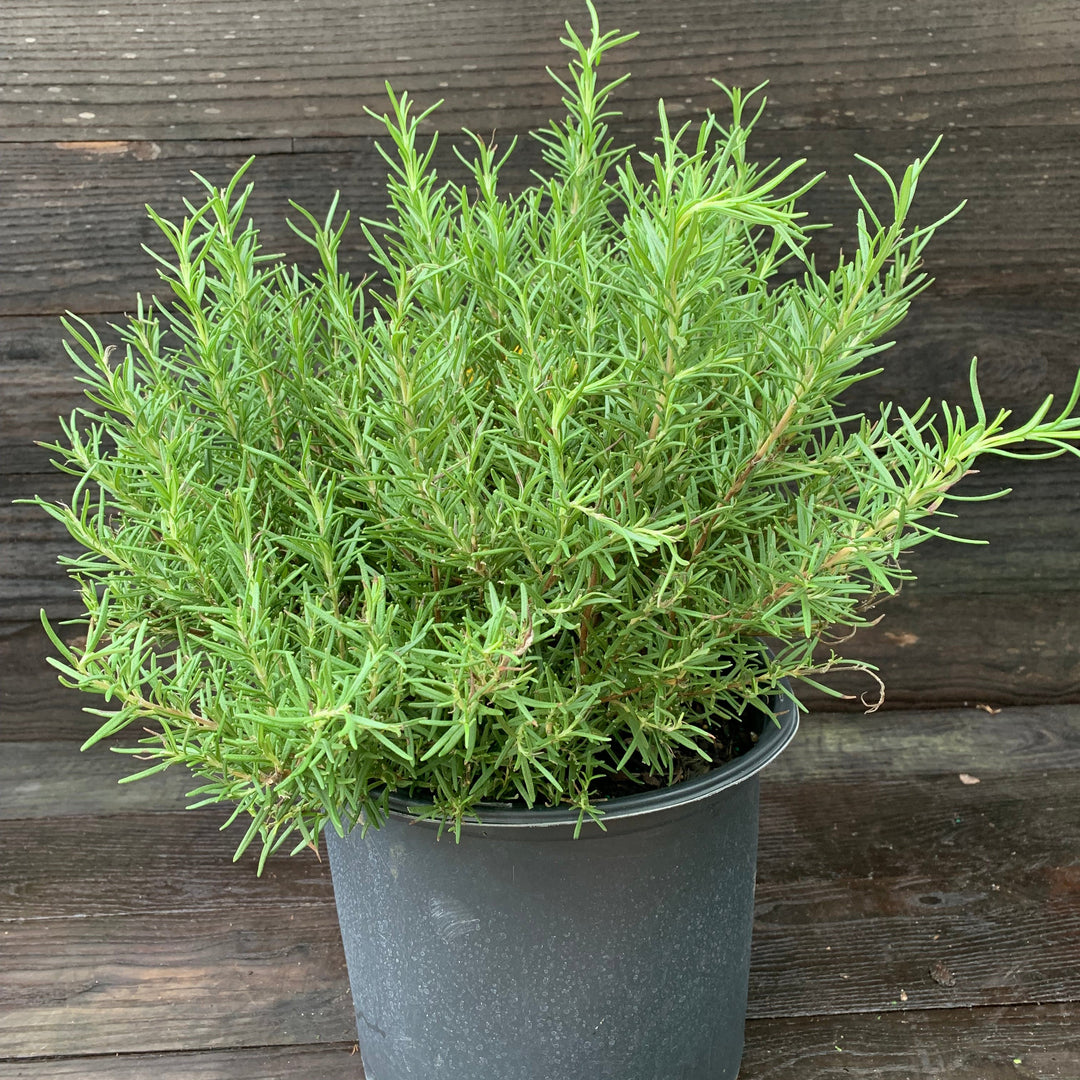 Rosmarinus officinalis 'Tuscan Blue' ~ Tuscan Blue Rosemary-ServeScape