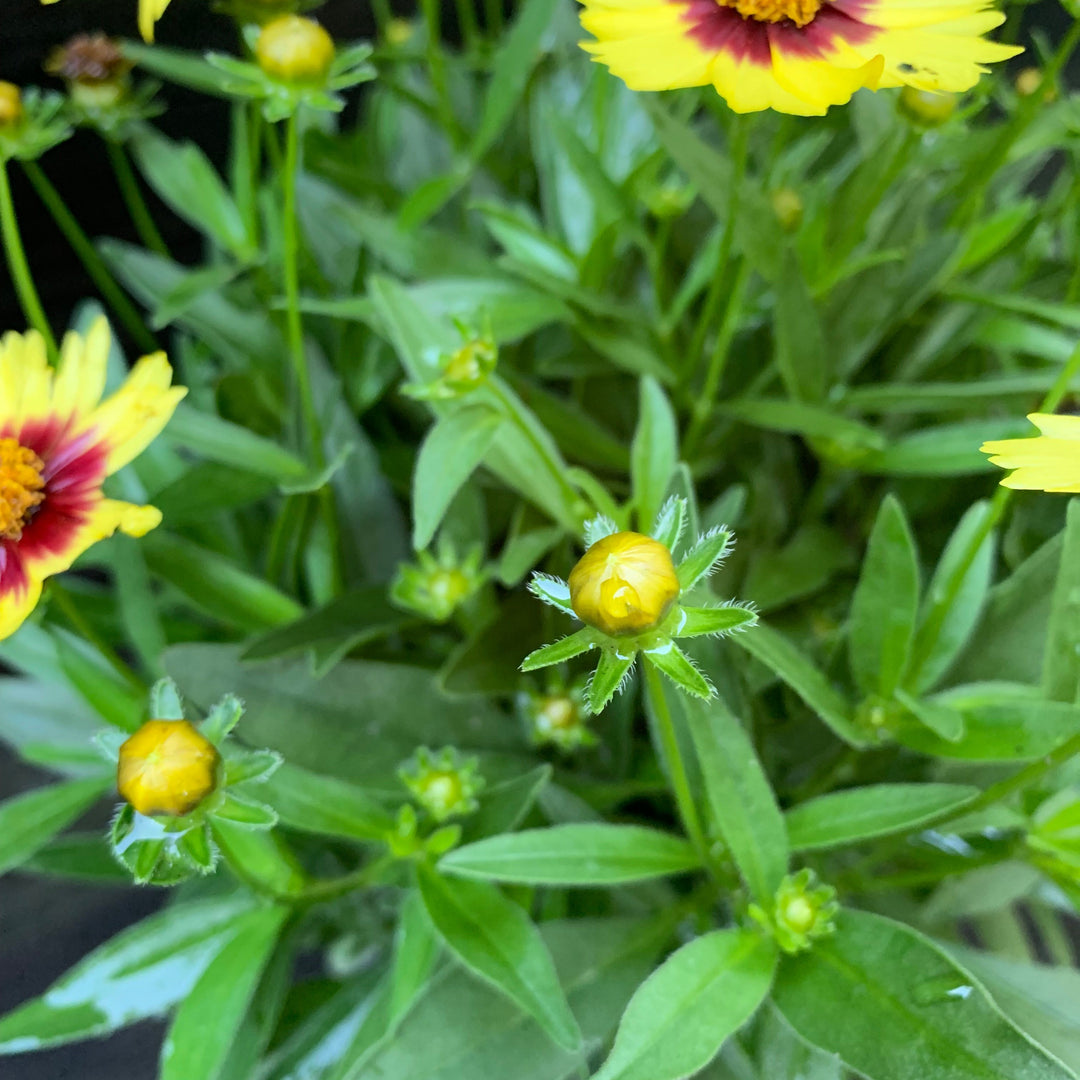 Coreopsis 'Baluptowed' ~ Uptick™ Yellow & Red Coreopsis-ServeScape
