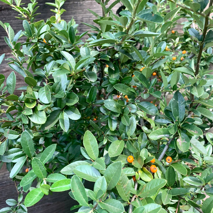 Pyracantha x 'Mohave' ~ Mohave Firethorn Shrub-ServeScape