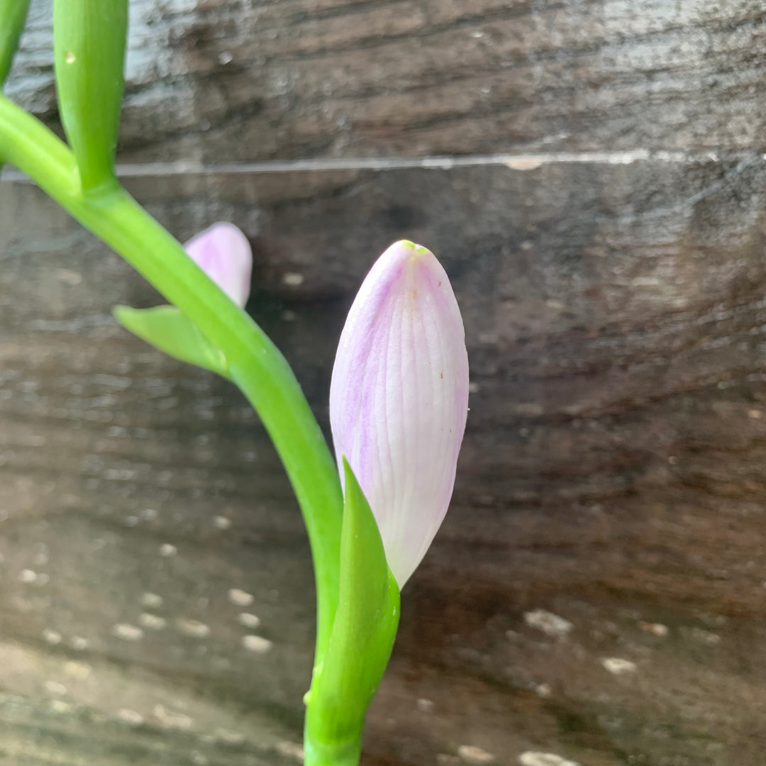 Hosta 'Guacamole' ~ Guacamole Hosta-ServeScape