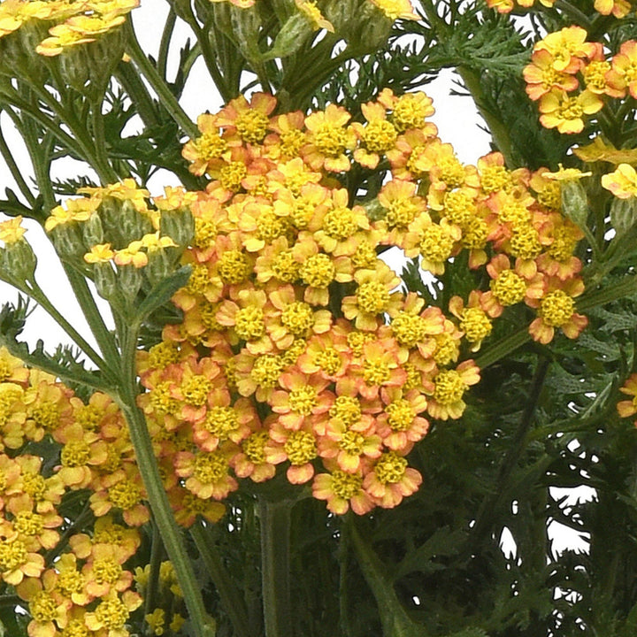 Achillea millefolium 'FLORACHYE2' ~ Milly Rock™ Yellow Terracotta Yarrow-ServeScape