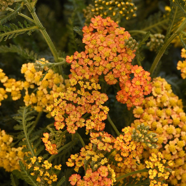Achillea millefolium 'FLORACHYE2' ~ Milly Rock™ Yellow Terracotta Yarrow-ServeScape