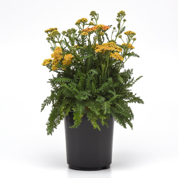 Achillea millefolium 'FLORACHYE2' ~ Milly Rock™ Yellow Terracotta Yarrow-ServeScape