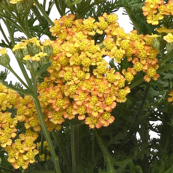 Achillea millefolium 'FLORACHYE0' ~ Milly Rock™ Yellow Yarrow-ServeScape
