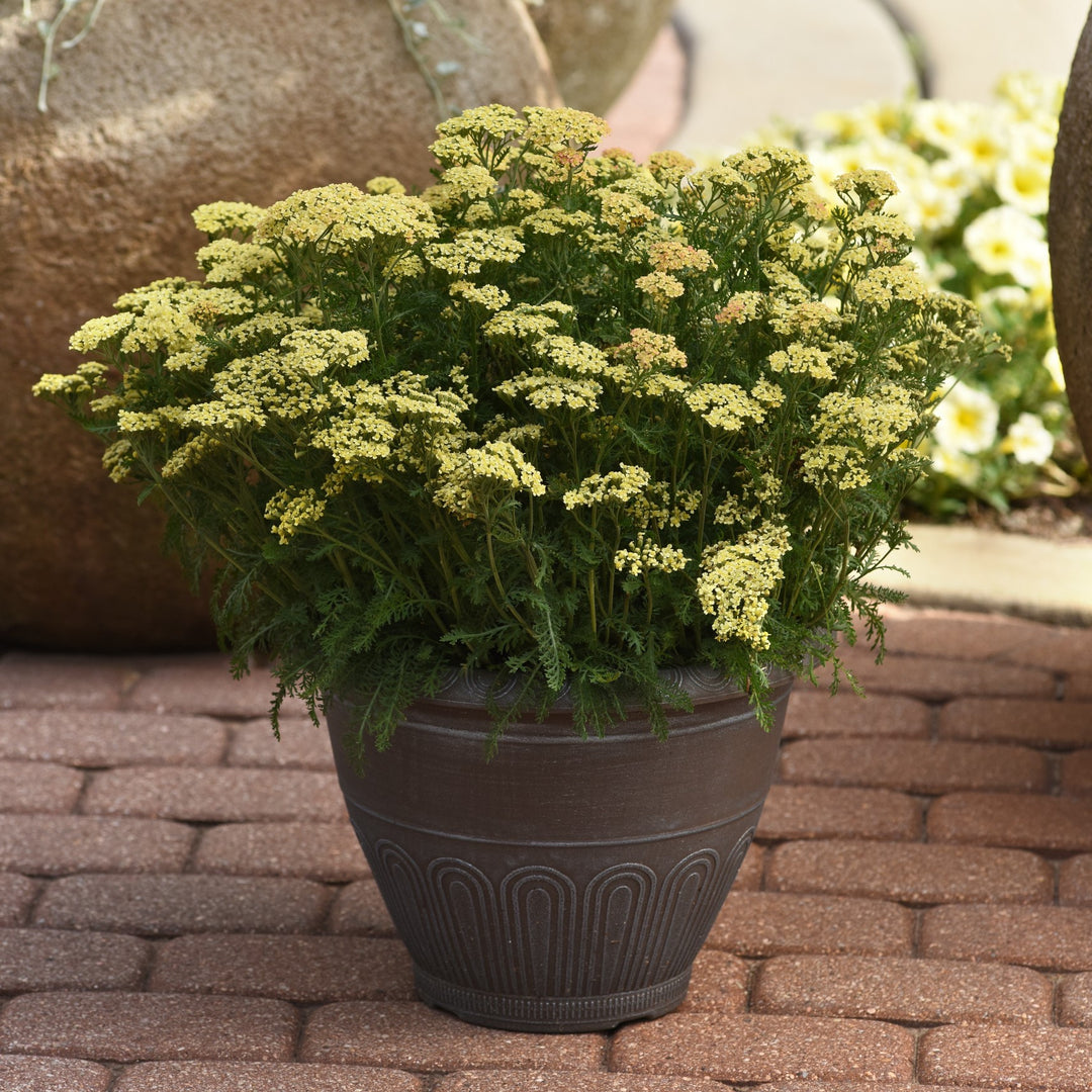 Achillea millefolium 'FLORACHYE0' ~ Milly Rock™ Yellow Yarrow-ServeScape