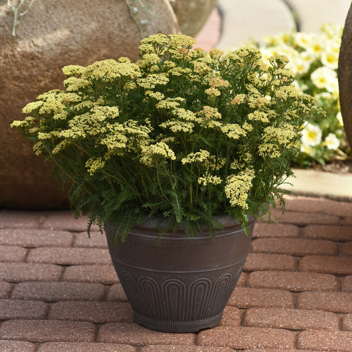 Achillea millefolium 'FLORACHYE0' ~ Milly Rock™ Yellow Yarrow-ServeScape