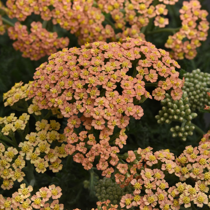 Achillea millefolium 'Balvinterra' ~ New Vintage™ Terracotta Yarrow-ServeScape