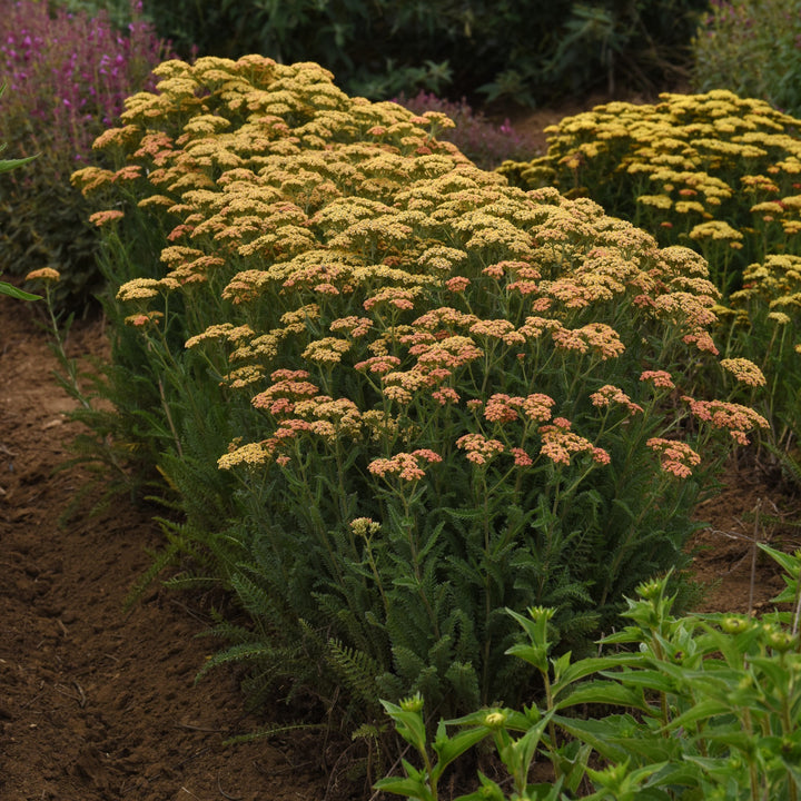 Achillea millefolium 'Balvinterra' ~ New Vintage™ Terracotta Yarrow-ServeScape