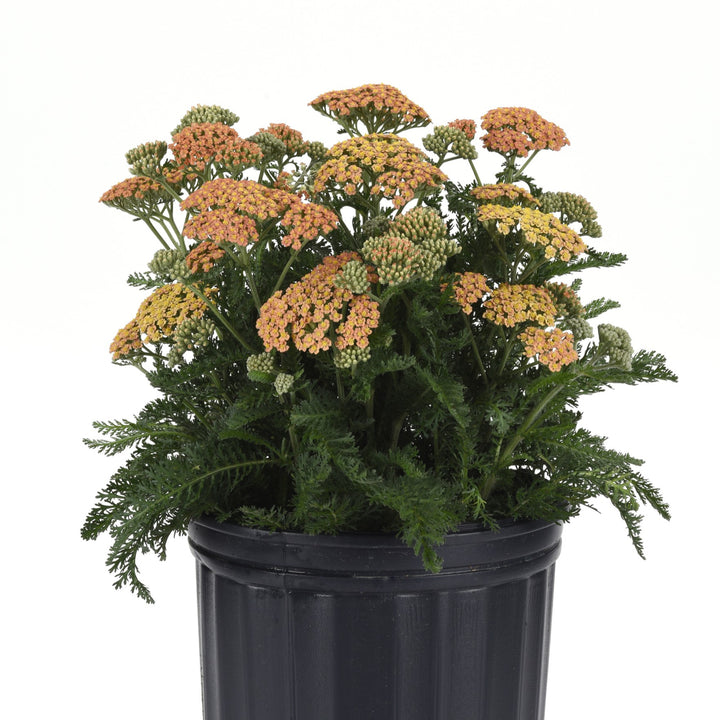 Achillea millefolium 'Balvinterra' ~ New Vintage™ Terracotta Yarrow-ServeScape