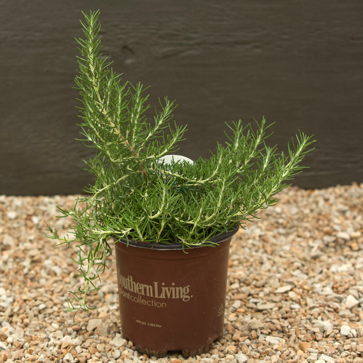 Rosemarinus officinalis 'Roman Beauty' PP18192 ~ Chef’s Choice® Rosemary-ServeScape