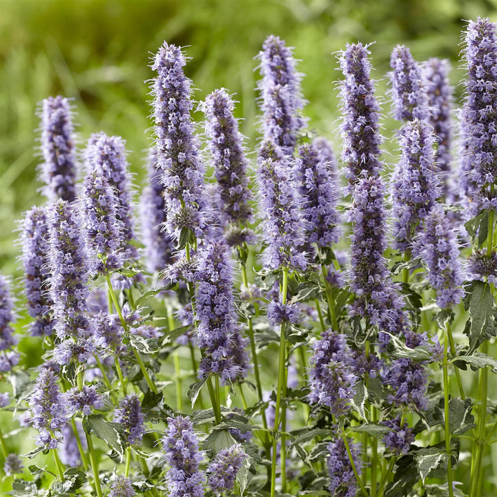 Agastache x hybrida 'Crazy Fortune' ~ Crazy Fortune Agastache-ServeScape