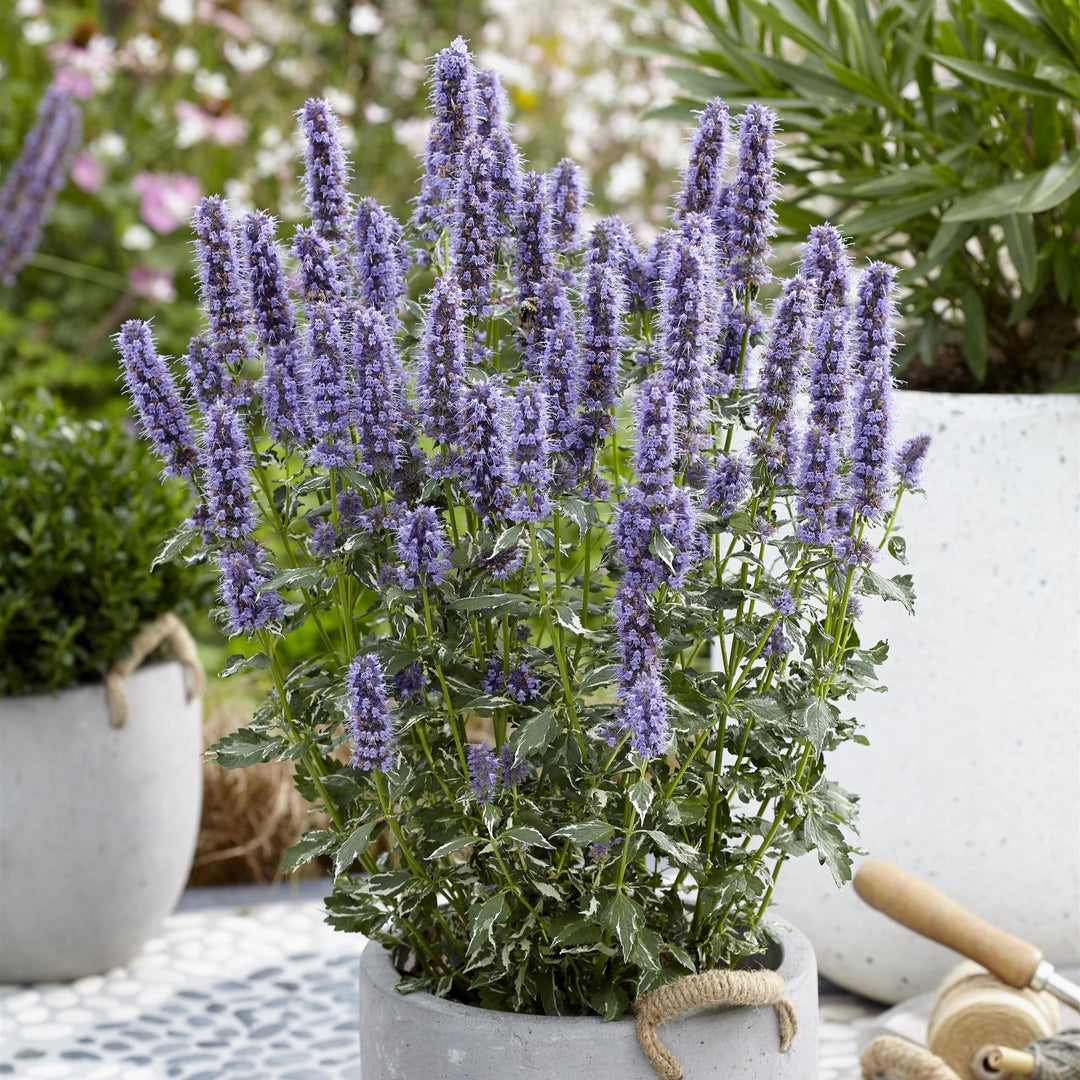 Agastache x hybrida 'Crazy Fortune' ~ Crazy Fortune Agastache-ServeScape