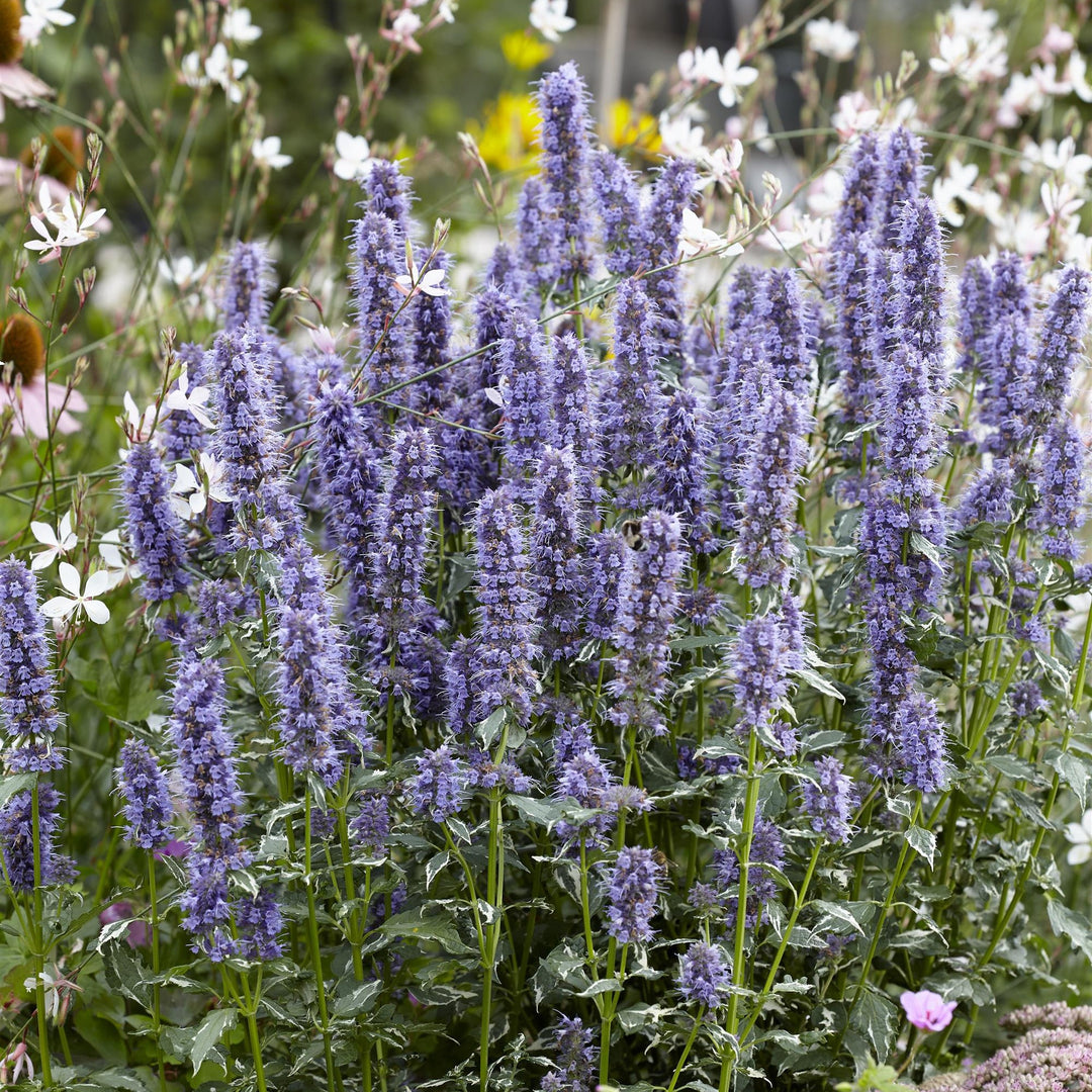 Agastache x hybrida 'Crazy Fortune' ~ Crazy Fortune Agastache-ServeScape
