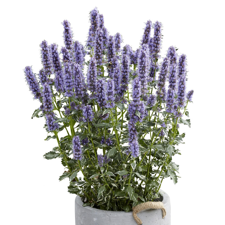 Agastache x hybrida 'Crazy Fortune' ~ Crazy Fortune Agastache-ServeScape