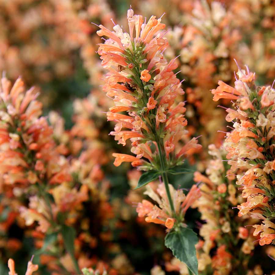 Agastache 'Peach Pearl' ~ Peach Pearl Agastache-ServeScape
