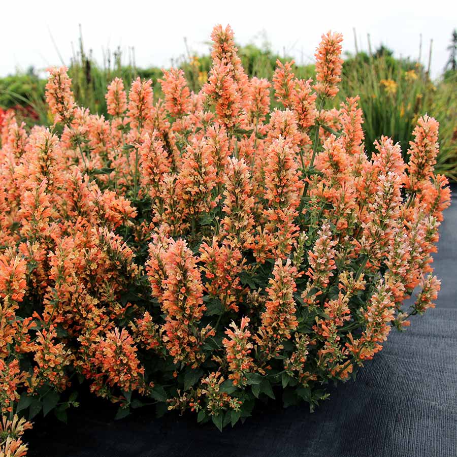 Agastache 'Peach Pearl' ~ Peach Pearl Agastache-ServeScape