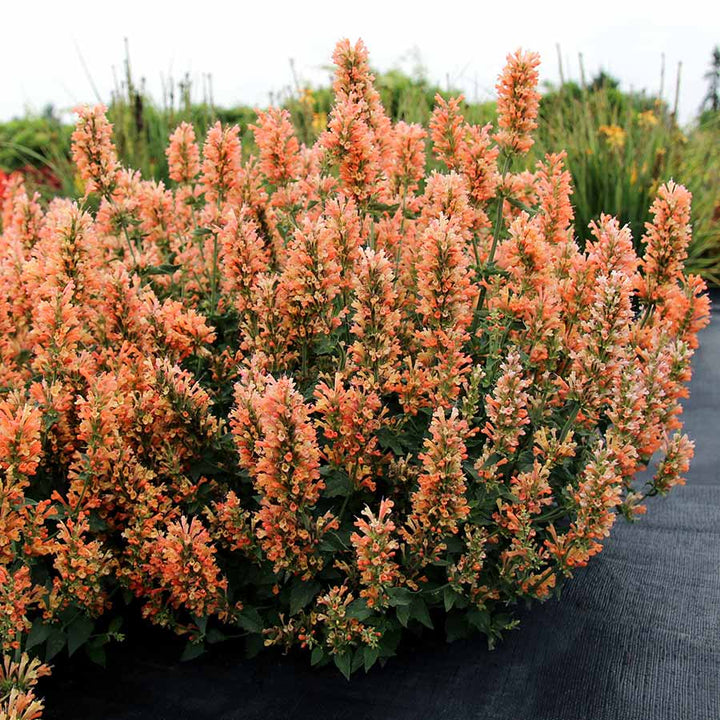 Agastache 'Peach Pearl' ~ Peach Pearl Agastache-ServeScape