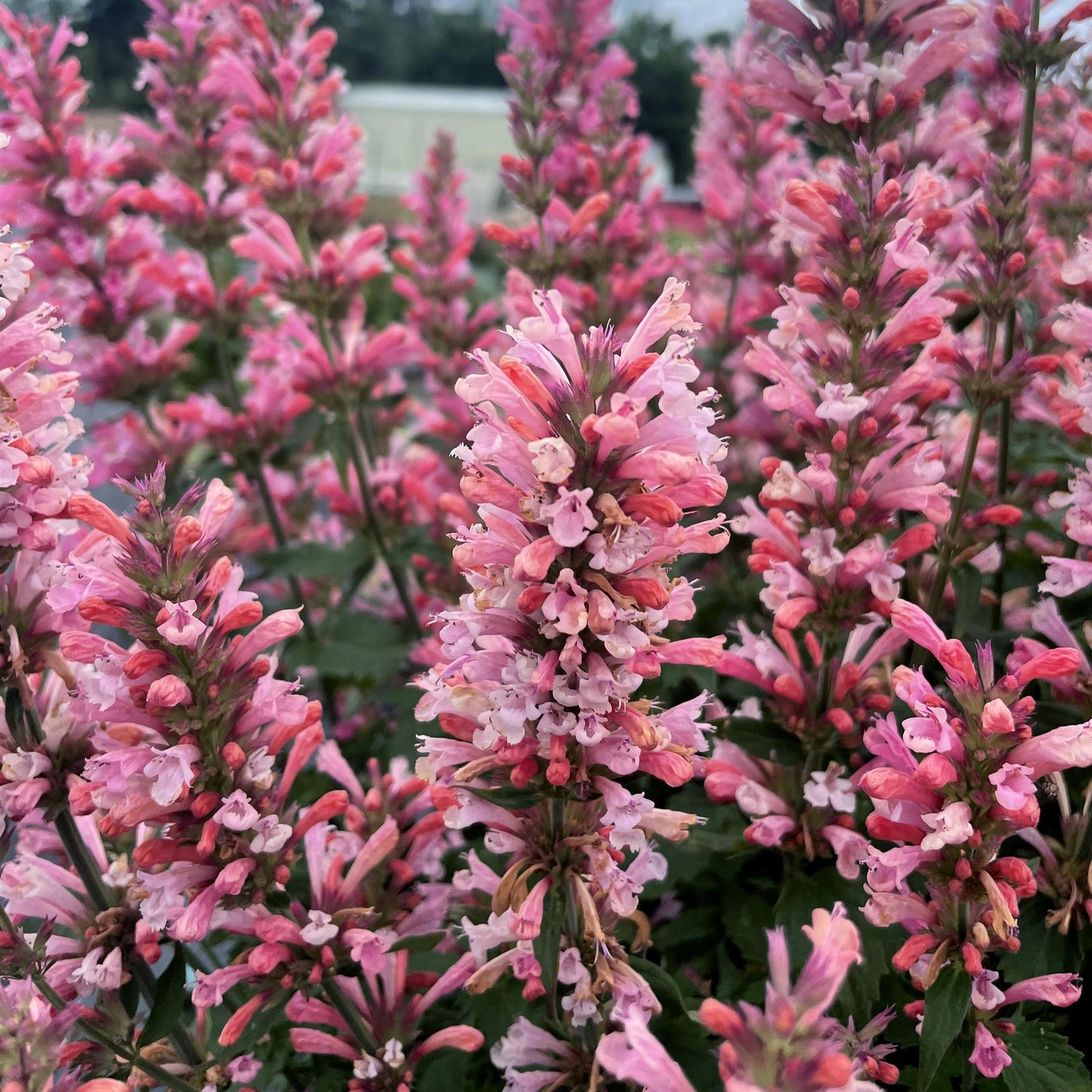 Agastache 'Pink Pearl' ~ Pink Pearl Agastache-ServeScape