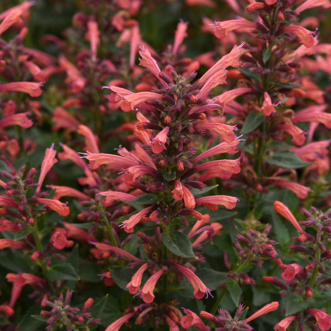 Agastache mexicana ’Balsumlora' ~ Summerlong™ Coral Mexican Giant Hyssop-ServeScape