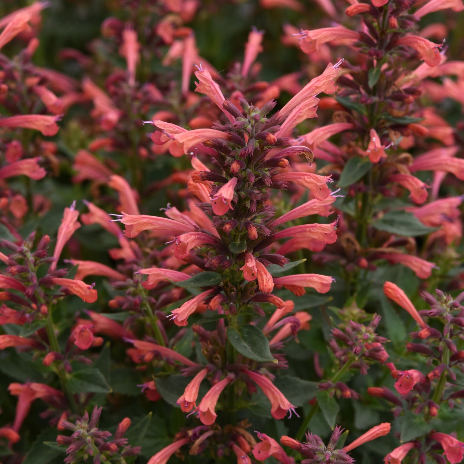 Agastache mexicana ’Balsumlora' ~ Summerlong™ Coral Mexican Giant Hyssop-ServeScape