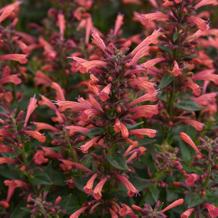 Agastache mexicana ’Balsumlora' ~ Summerlong™ Coral Mexican Giant Hyssop-ServeScape