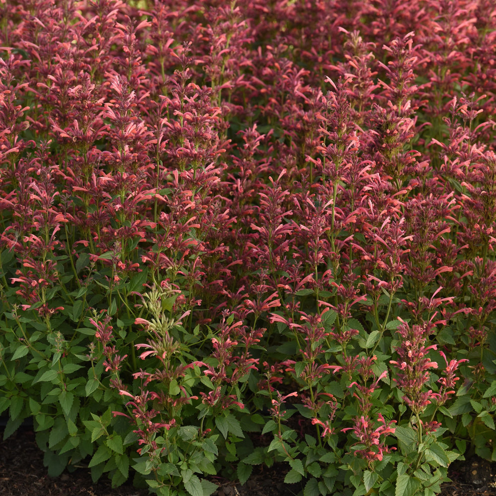 Agastache mexicana ’Balsumlora' ~ Summerlong™ Coral Mexican Giant Hyssop-ServeScape