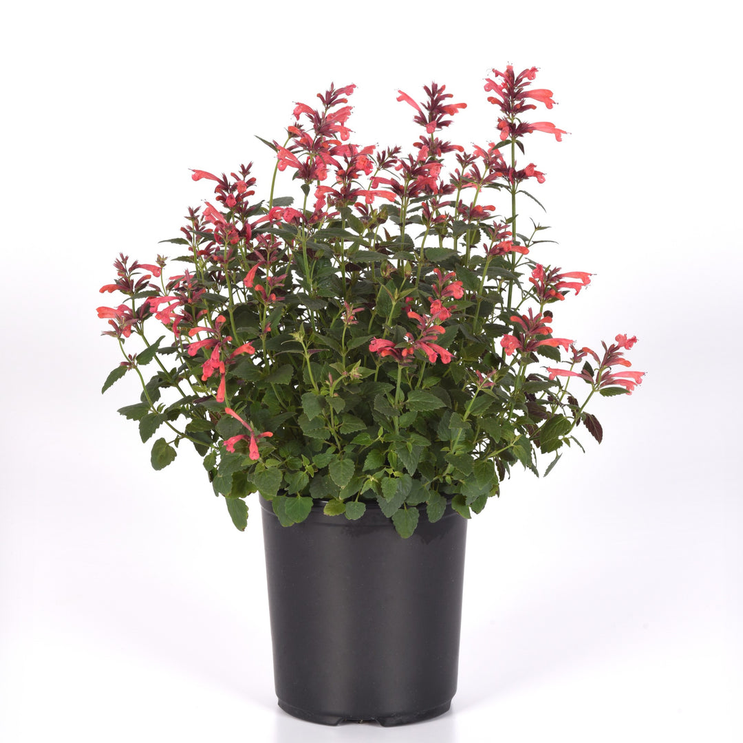 Agastache mexicana ’Balsumlora' ~ Summerlong™ Coral Mexican Giant Hyssop-ServeScape