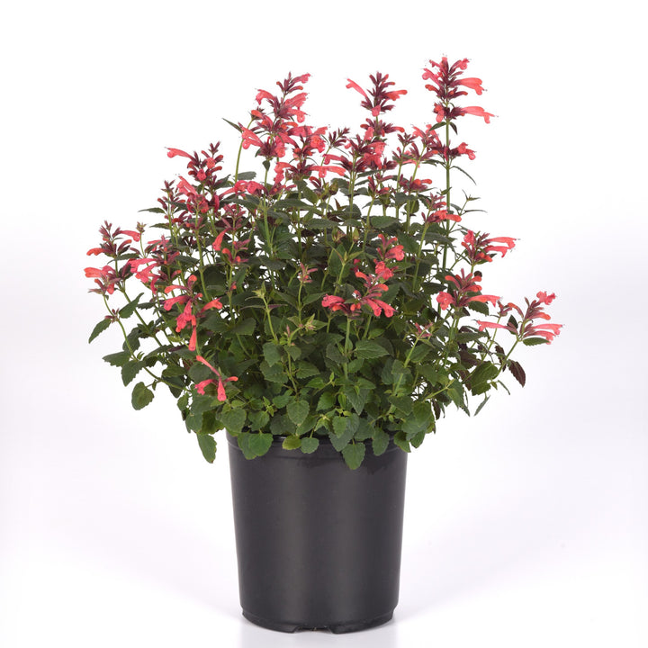 Agastache mexicana ’Balsumlora' ~ Summerlong™ Coral Mexican Giant Hyssop-ServeScape