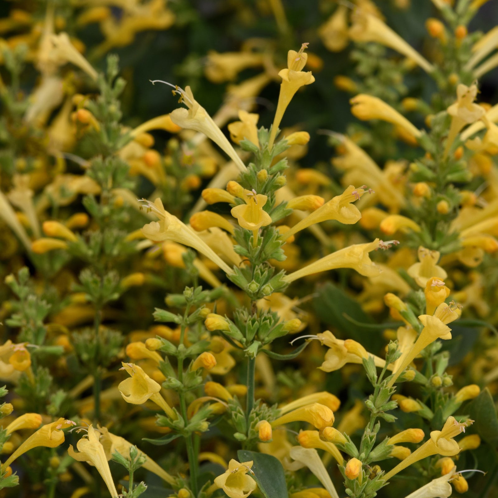 Agastache mexicana ’Balsumlem' ~ Summerlong™ Lemon Mexican Giant Hyssop-ServeScape