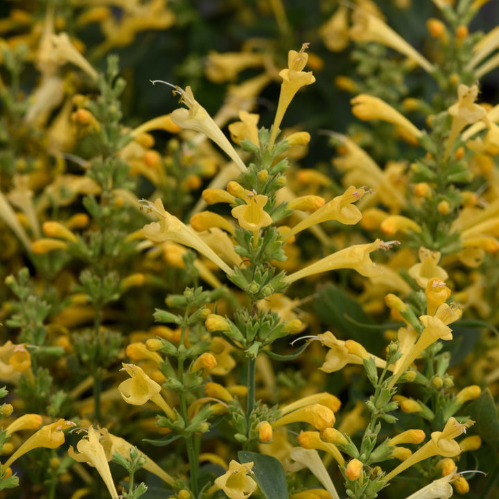 Agastache mexicana ’Balsumlem' ~ Summerlong™ Lemon Mexican Giant Hyssop-ServeScape