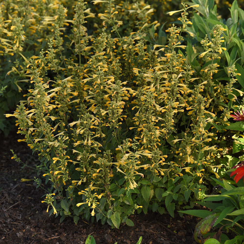 Agastache mexicana ’Balsumlem' ~ Summerlong™ Lemon Mexican Giant Hyssop-ServeScape