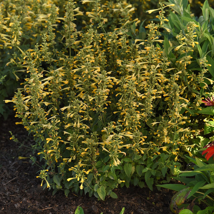 Agastache mexicana ’Balsumlem' ~ Summerlong™ Lemon Mexican Giant Hyssop-ServeScape