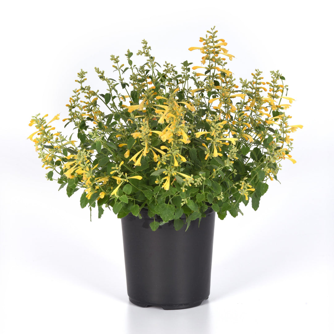 Agastache mexicana ’Balsumlem' ~ Summerlong™ Lemon Mexican Giant Hyssop-ServeScape