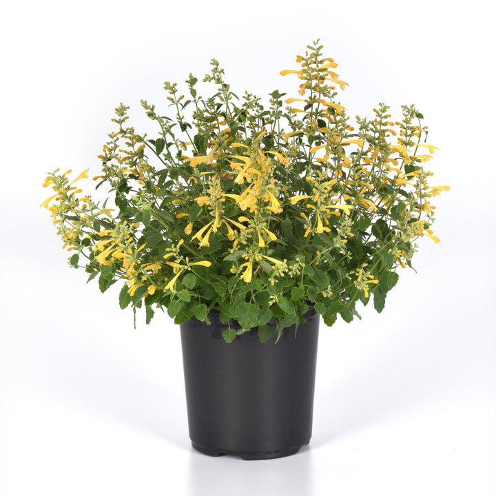 Agastache mexicana ’Balsumlem' ~ Summerlong™ Lemon Mexican Giant Hyssop-ServeScape