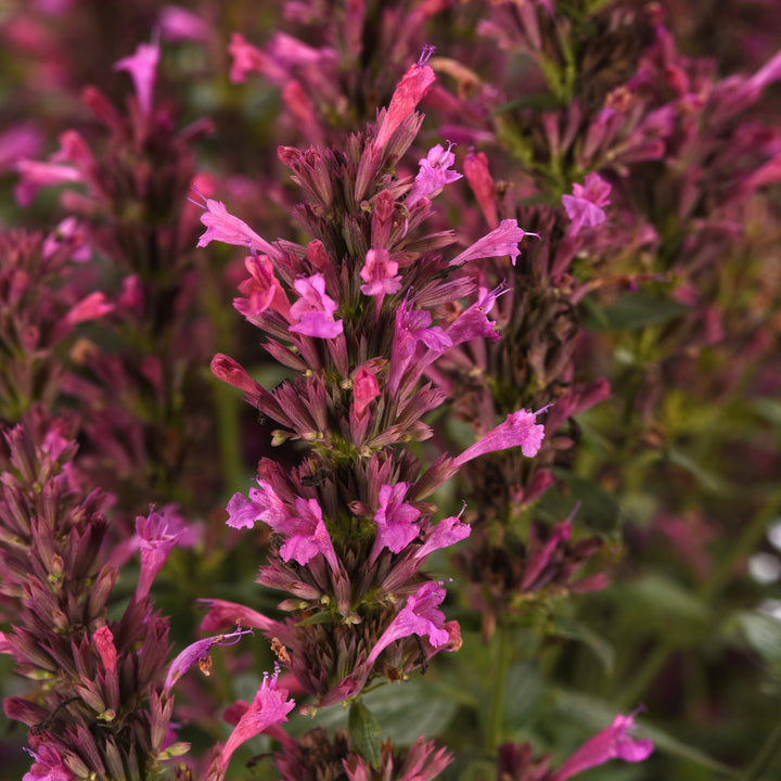 Agastache mexicana ’Balsumlilac' ~ Summerlong™ Lilac Mexican Giant Hyssop-ServeScape