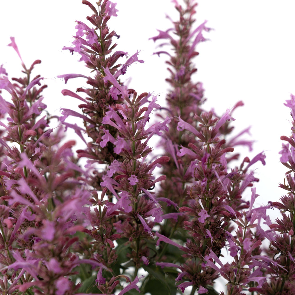 Agastache mexicana ’Balsumlilac' ~ Summerlong™ Lilac Mexican Giant Hyssop-ServeScape