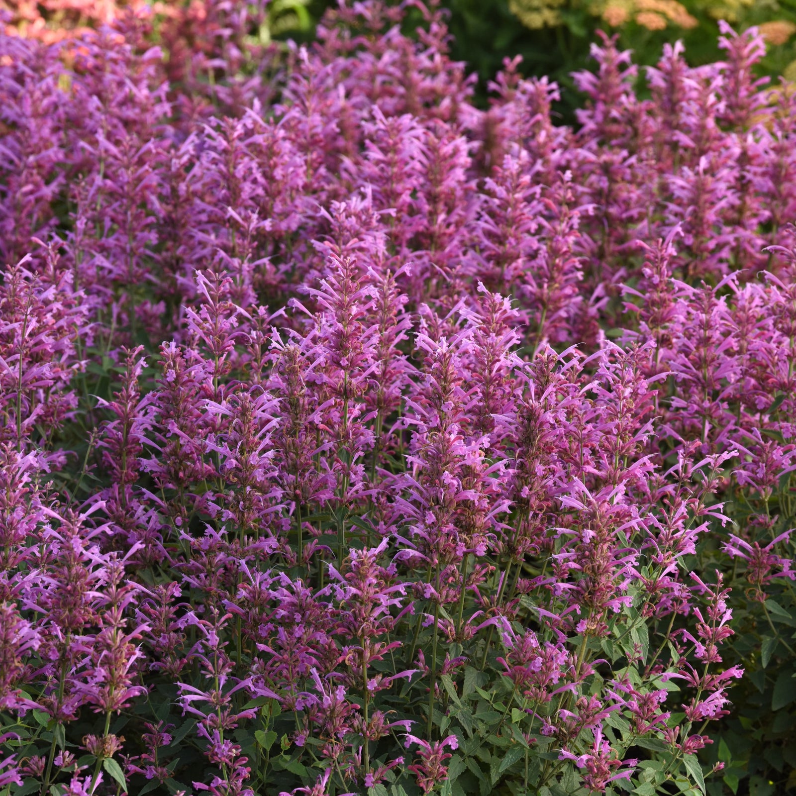 Agastache mexicana ’Balsumlilac' ~ Summerlong™ Lilac Mexican Giant Hyssop-ServeScape
